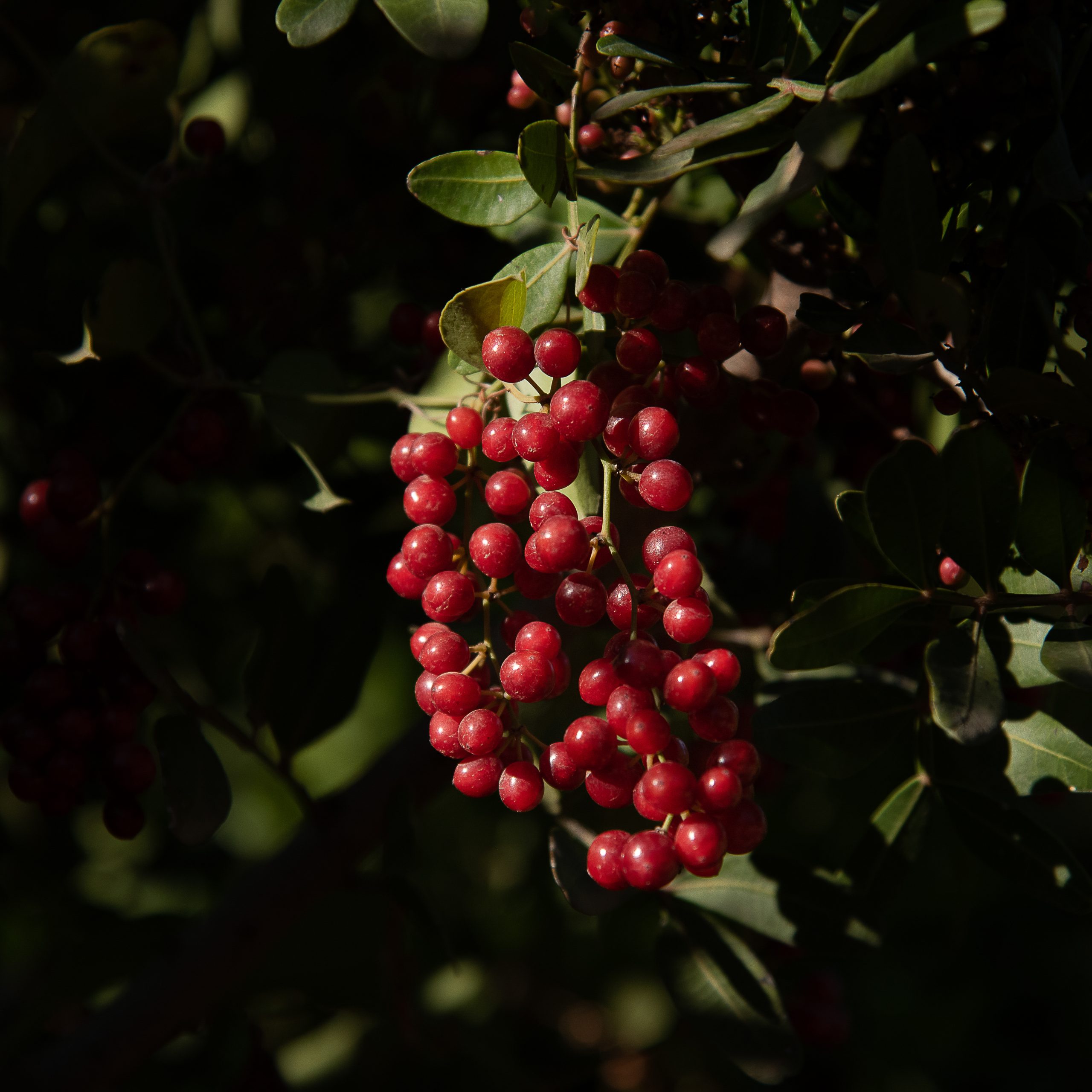 frutto rosso di s'urtzula_salsapariglia_M_Sestzu