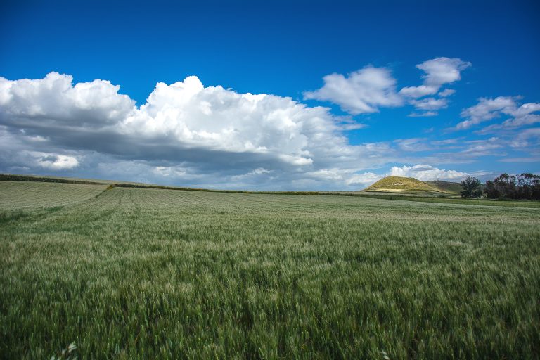 verde Marmilla, campi di grano in primavera